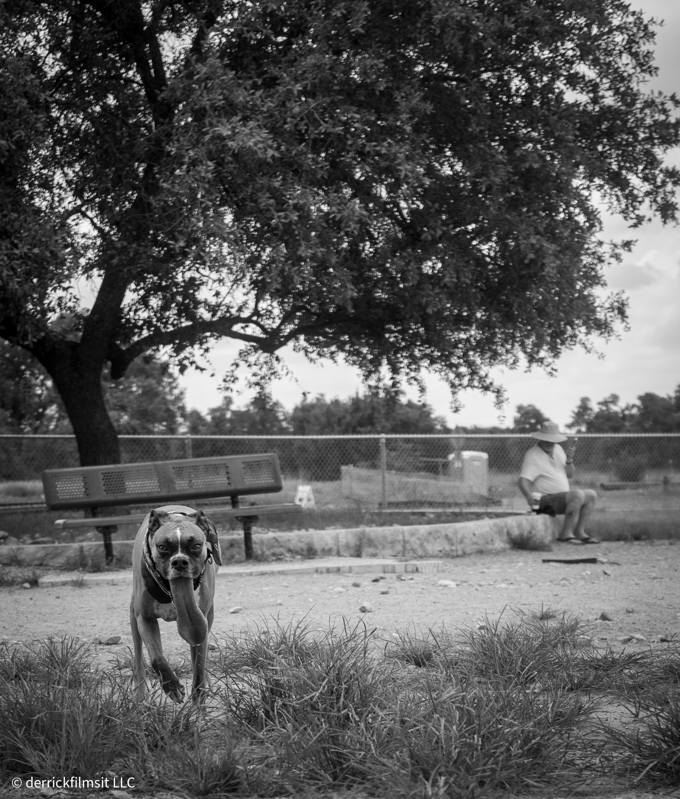 A boxer dog at a park looks toward its owner.