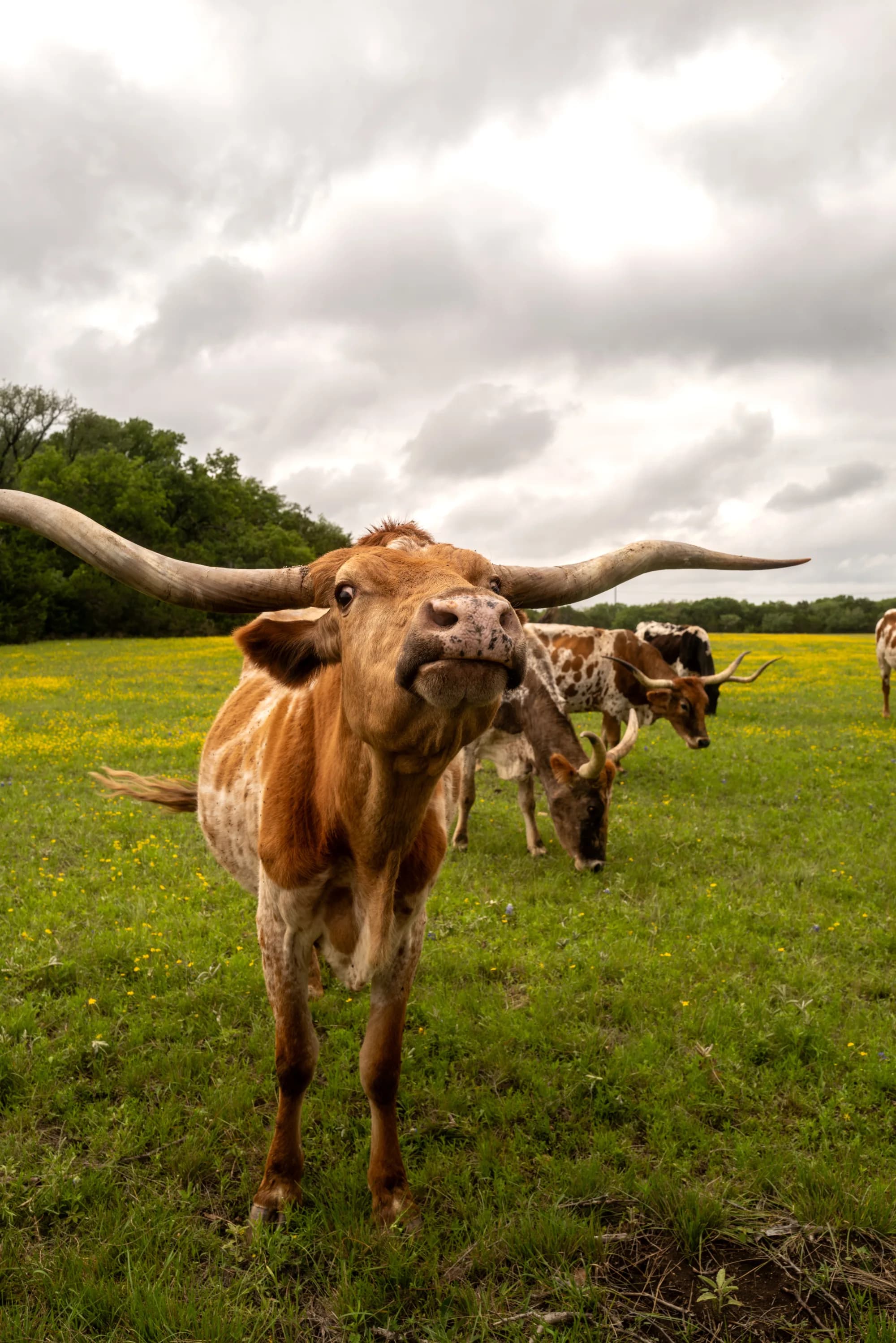 Texas Close-Up
