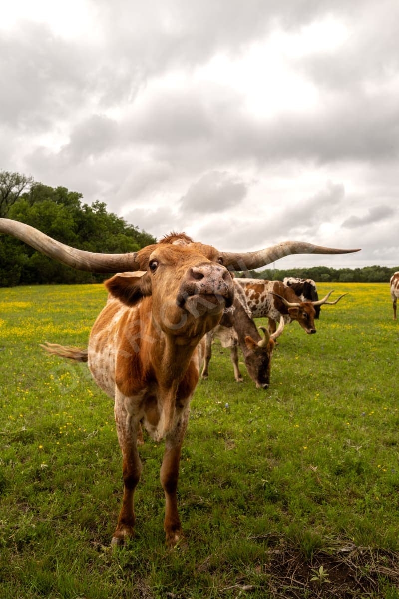 Texas Close-Up — card front preview